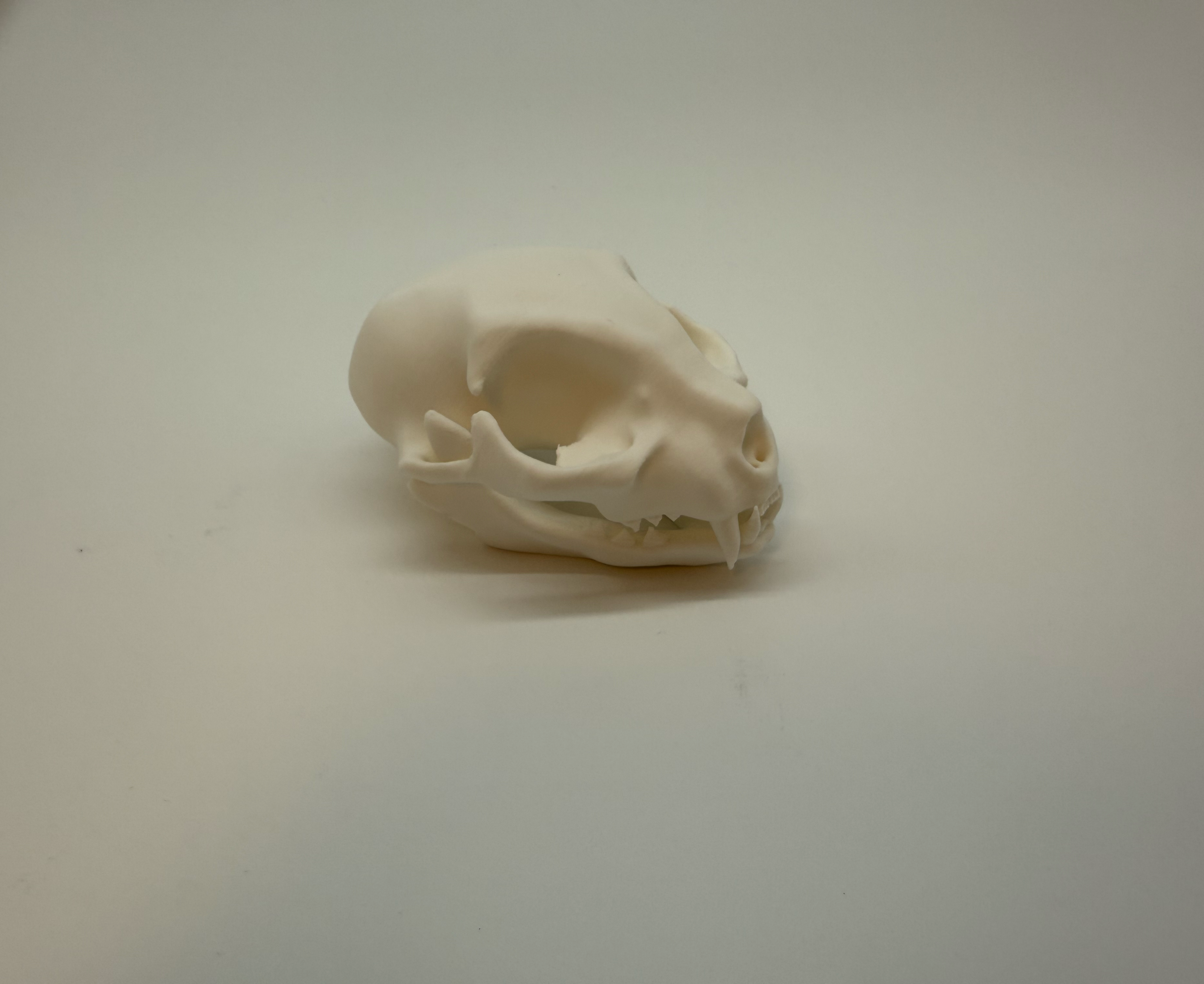 Cat Skull - Premium Quality